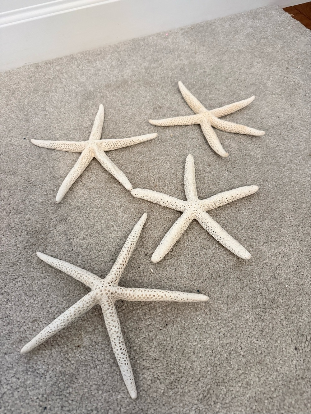 Natural White Starfish set of 4